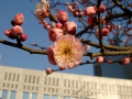 .., Tokio,