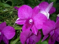 26.07.2003, Singapur,