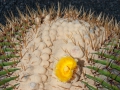 23.04.2006, Lanzarote,