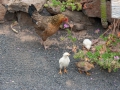 25.04.2006, Lanzarote,