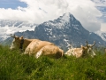 23.07.2007, Grindelwald Urlaub,