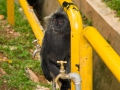 08.11.2008, Singapur und Kuala Lumpur,