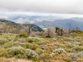 05.04.2014, San Diego: Im Cleveland National Forrest unterhalb Mount Palomar