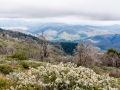 05.04.2014, San Diego: Im Cleveland National Forrest unterhalb Mount Palomar
