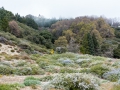 05.04.2014, San Diego: Im Cleveland National Forrest unterhalb Mount Palomar