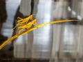 Taiwan, Ilan, National Center of Traditional Art