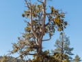 07.03.2015, NPB & NYC: Around San Bernardino