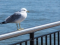 22.03.2015, NPB & NYC: Manhattan from New Jersey City
