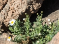 14.04.2015, Teneriffa