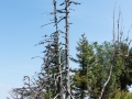 14.08.2015, Oberstdorfurlaub, Über den Fellhornrücken
