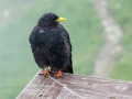 20.08.2015, Oberstdorfurlaub, Auf dem Nebelhorn
