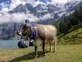 21.08.2016, Bärentrek - Von Mürren nach Kandersteg, Am Öschinensee