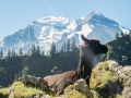 22.08.2016, Bärentrek - Von Mürren nach Kandersteg, Die Allmenalp