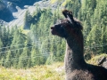 22.08.2016, Bärentrek - Von Mürren nach Kandersteg, Die Allmenalp
