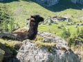 22.08.2016, Bärentrek - Von Mürren nach Kandersteg, Die Allmenalp
