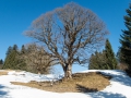 Kurz vor der Hochleite 16.03.2017 Allgäu, Bayern, Deutschland, Europa, Frühjahr, Frühling, Hochleite, Lenz, METEOROLOGIE, Oberstdorf, Spring, WETTER