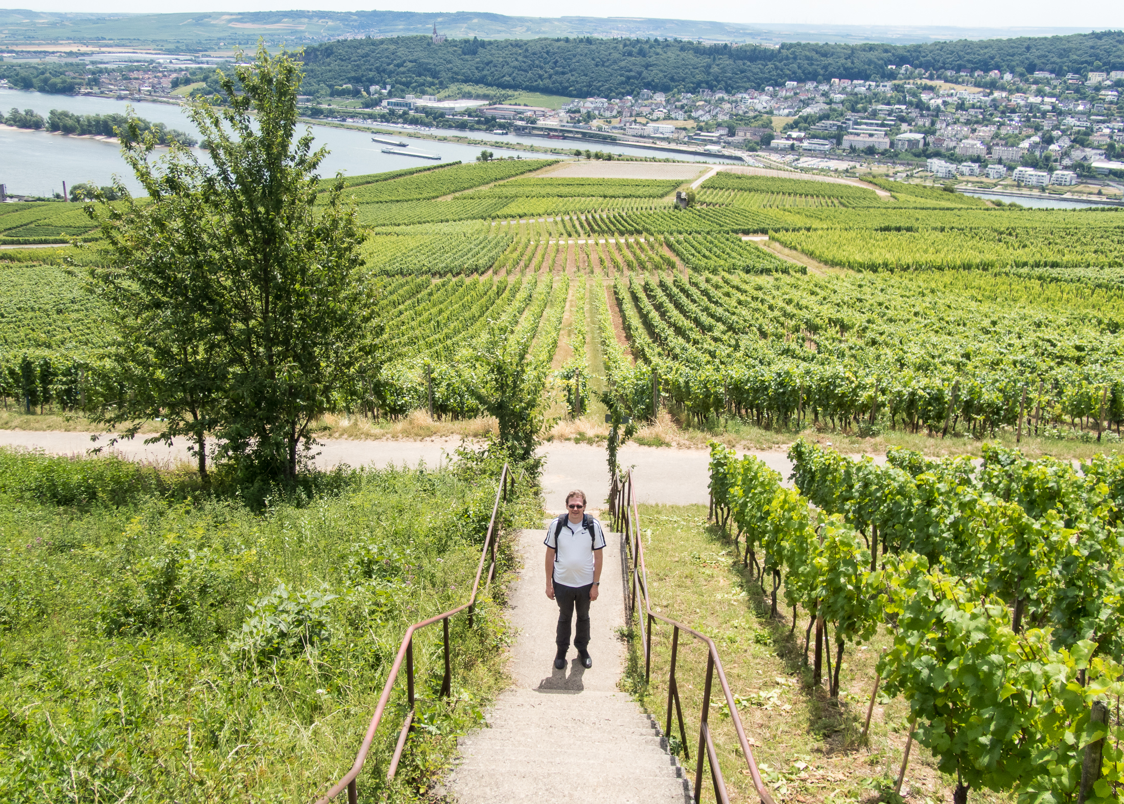 08.07.2017, Am Niederwald: Auf dem Weg nach Rüdesheim am Rhein
