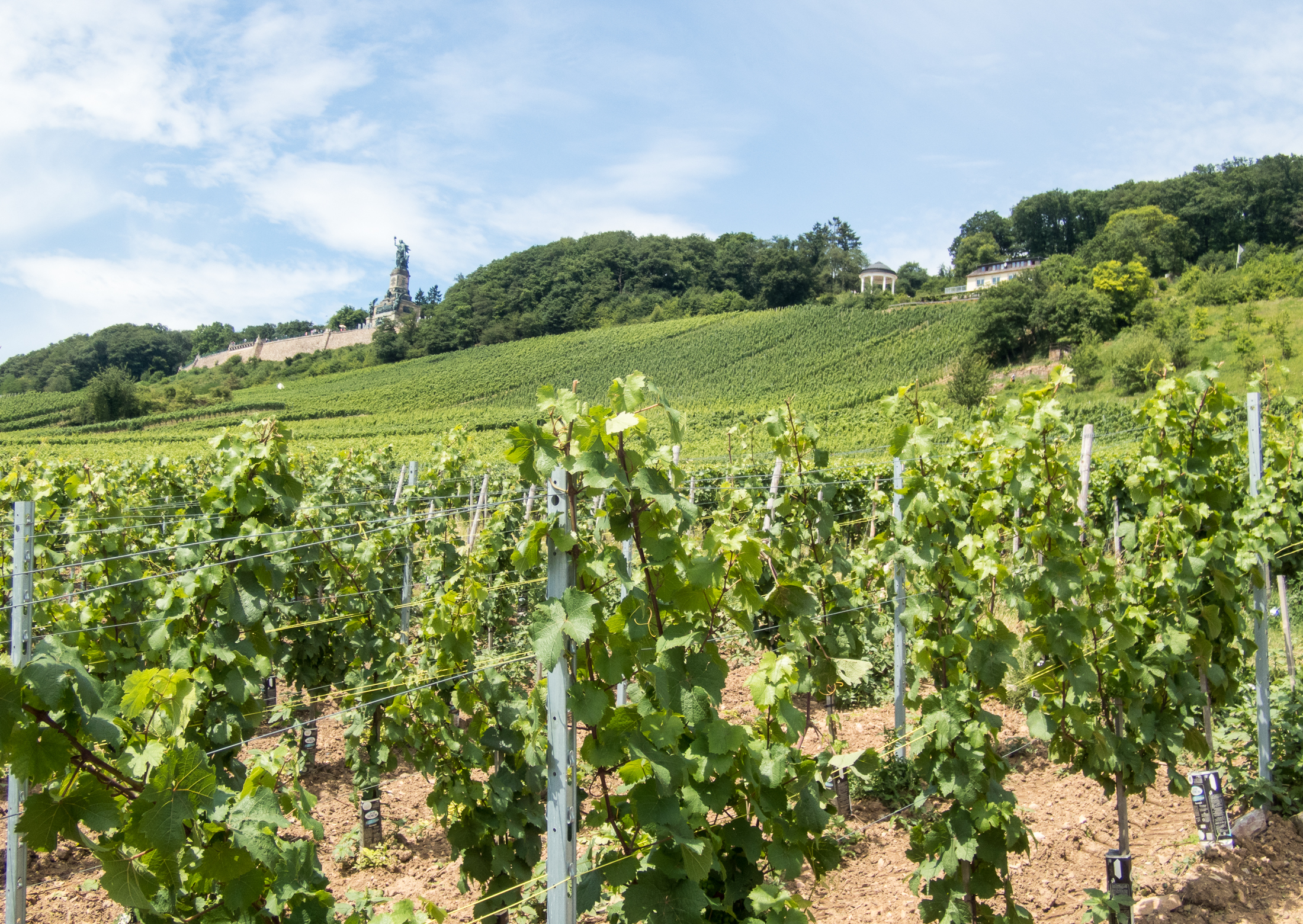 08.07.2017, Am Niederwald: Auf dem Weg nach Rüdesheim am Rhein