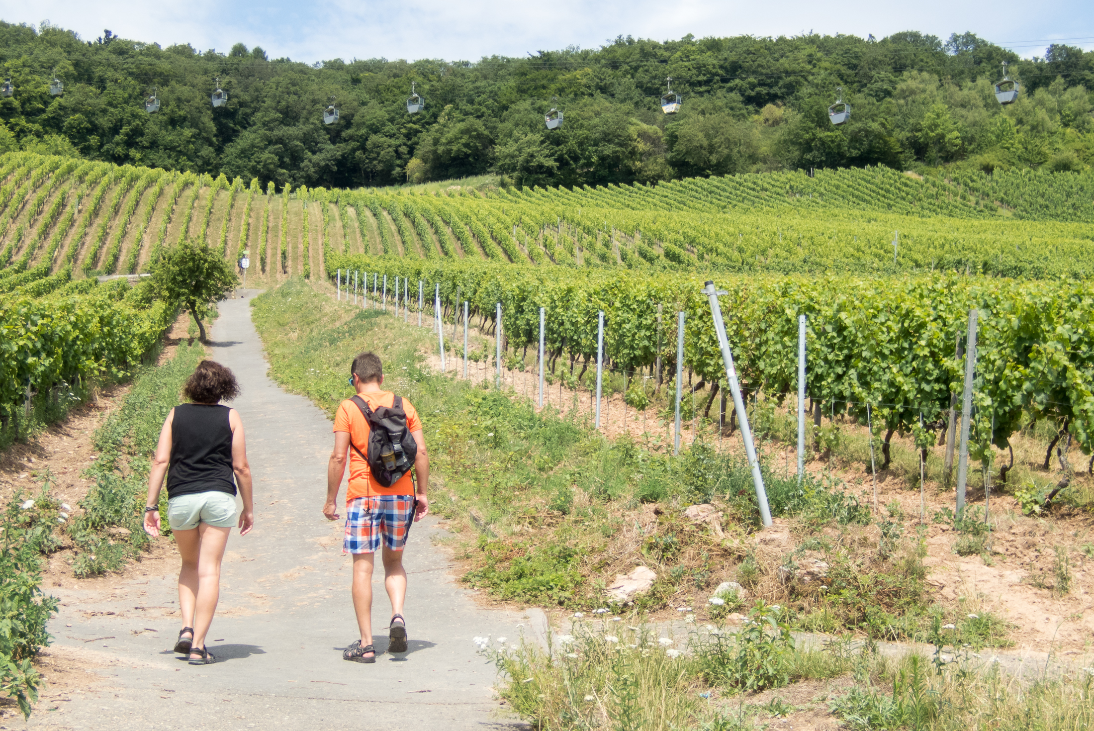 08.07.2017, Am Niederwald: Auf dem Weg nach Rüdesheim am Rhein