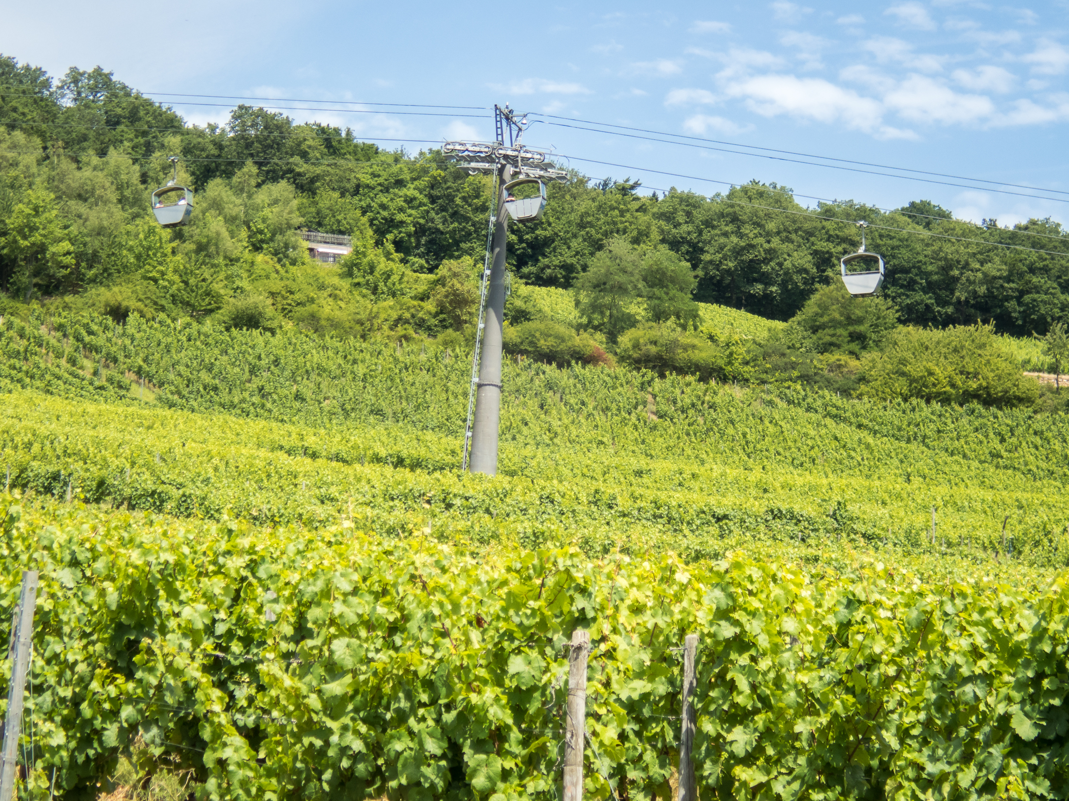 08.07.2017, Am Niederwald: Auf dem Weg nach Rüdesheim am Rhein