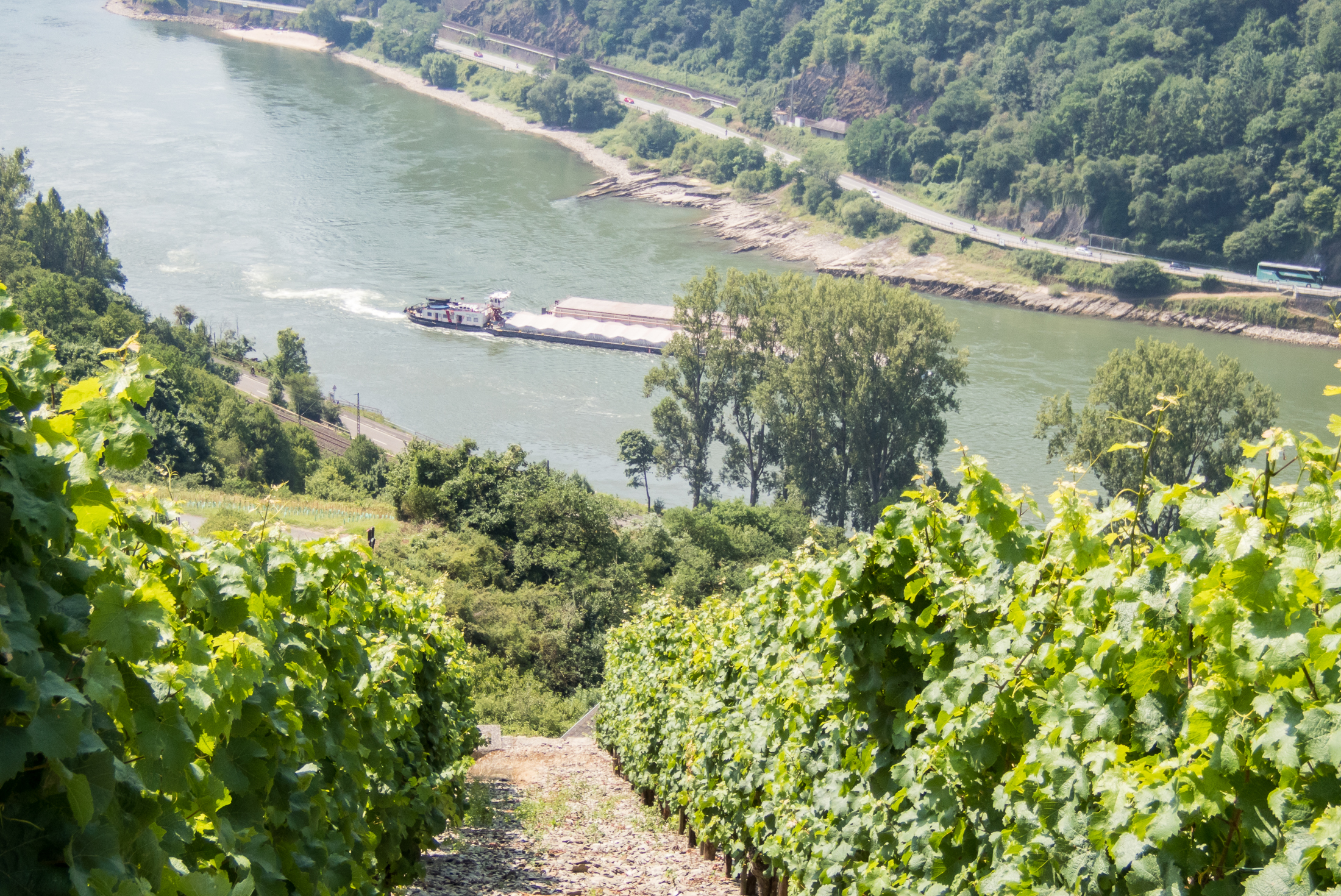 09.07.2017, Am Niederwald: Spaziergang um St. Goarshausen