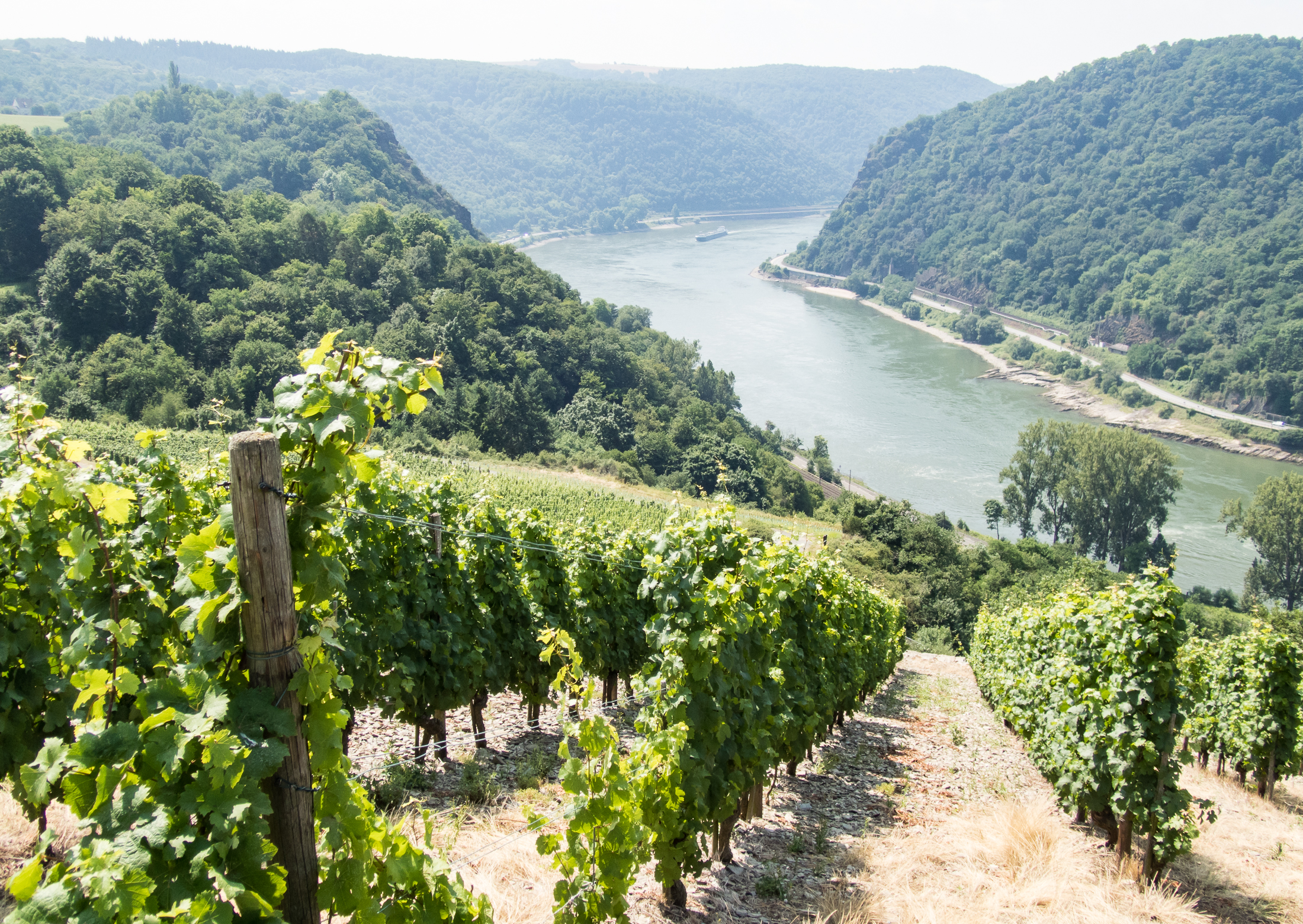 09.07.2017, Am Niederwald: Spaziergang um St. Goarshausen