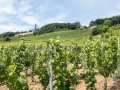 08.07.2017, Am Niederwald: Auf dem Weg nach Rüdesheim am Rhein