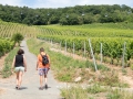 08.07.2017, Am Niederwald: Auf dem Weg nach Rüdesheim am Rhein