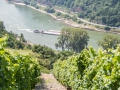 09.07.2017, Am Niederwald: Spaziergang um St. Goarshausen