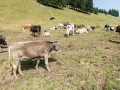 Die Allgäuer Kühe 26.08.2017