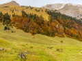 Ausflug ins Naturschutzgebiet der Eng-Alm im Karwendel