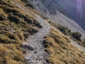 Rundtour Seefeld - Rosshütte - Seefelder Joch - Seefelder Spitze - Rosshütte - Seefeld