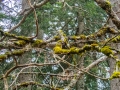 Rundweg Seefeld - Wildmoosalm - Mosern - Seefeld
