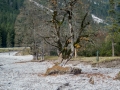 Rundweg Scharnitz - Eppzirler Alm - Oberbrunnalm - Scharnitz
