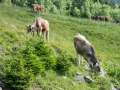 Die übliche Alpenbegleitung