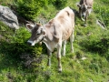 Die übliche Alpenbegleitung