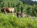 Die übliche Alpenbegleitung