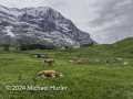 Von Grindelwald hinauf nach Alpiglen
