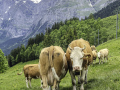 Von Grindelwald hinauf nach Alpiglen