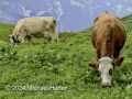 Vom First zur Großen Scheidegg